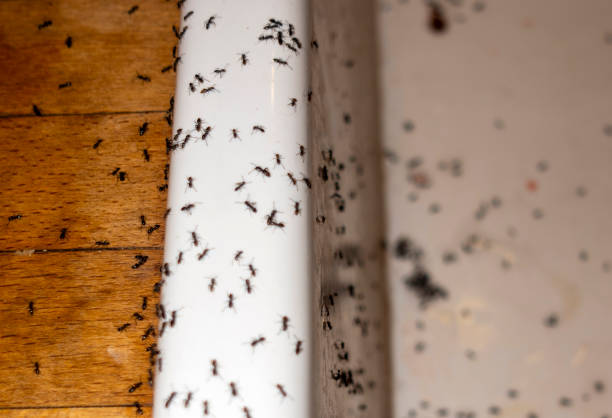Best Commercial Pest Control Services  in Seven Oaks, SC